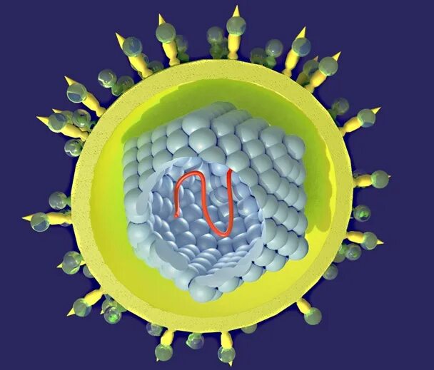 Строение вируса гепатита ц. Вирион гепатита с. Строение вируса гепатита б. Вирус гепатита е строение.