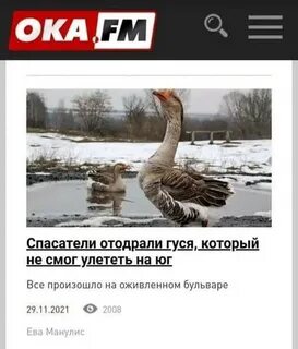 Анекдот гусей