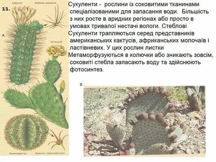 Побеги кактуса