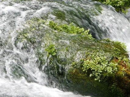 Вода мох