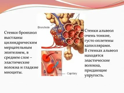 Стенки альвеол