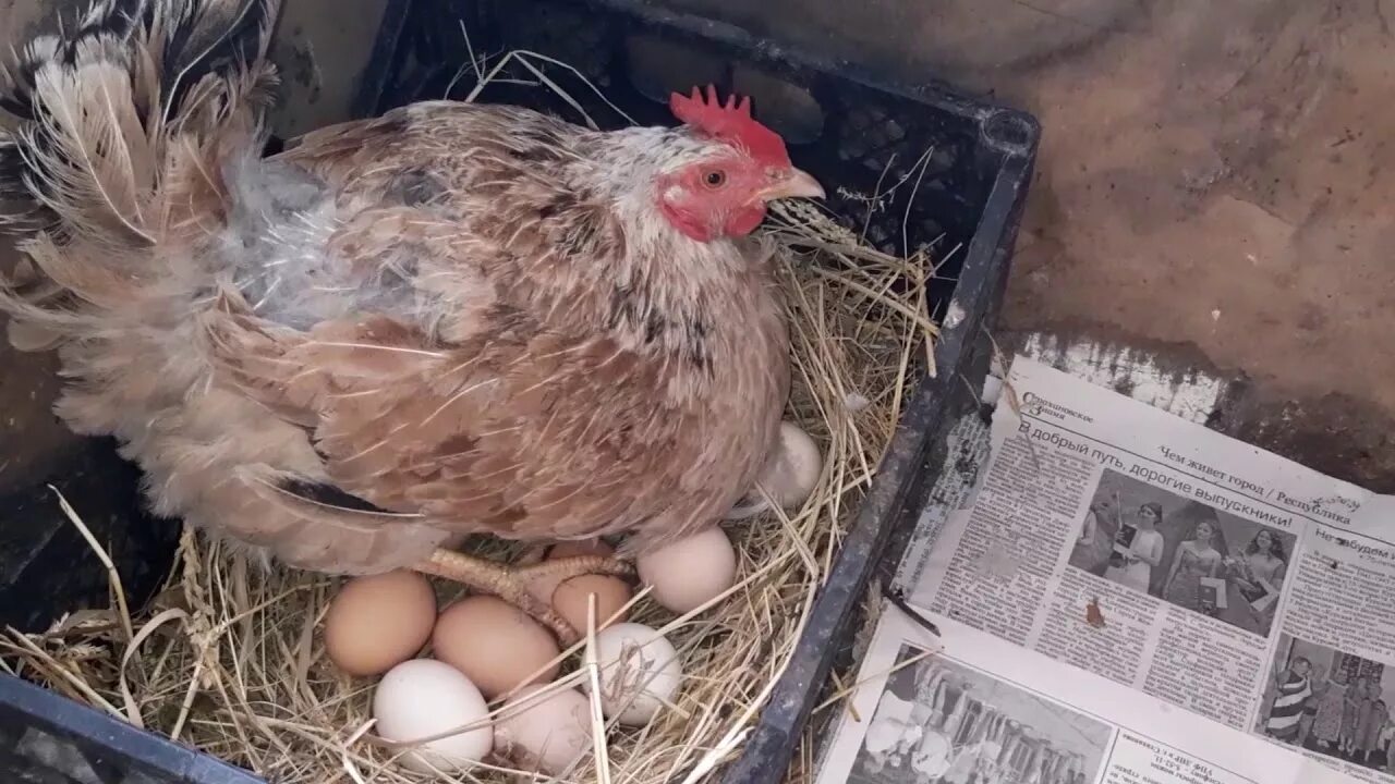 Можно ли под курицу подкладывать яйца. Наседка курица высиживает яйца. Гнезда для несушек. Гнездо для квочки. Гнездо для наседки.