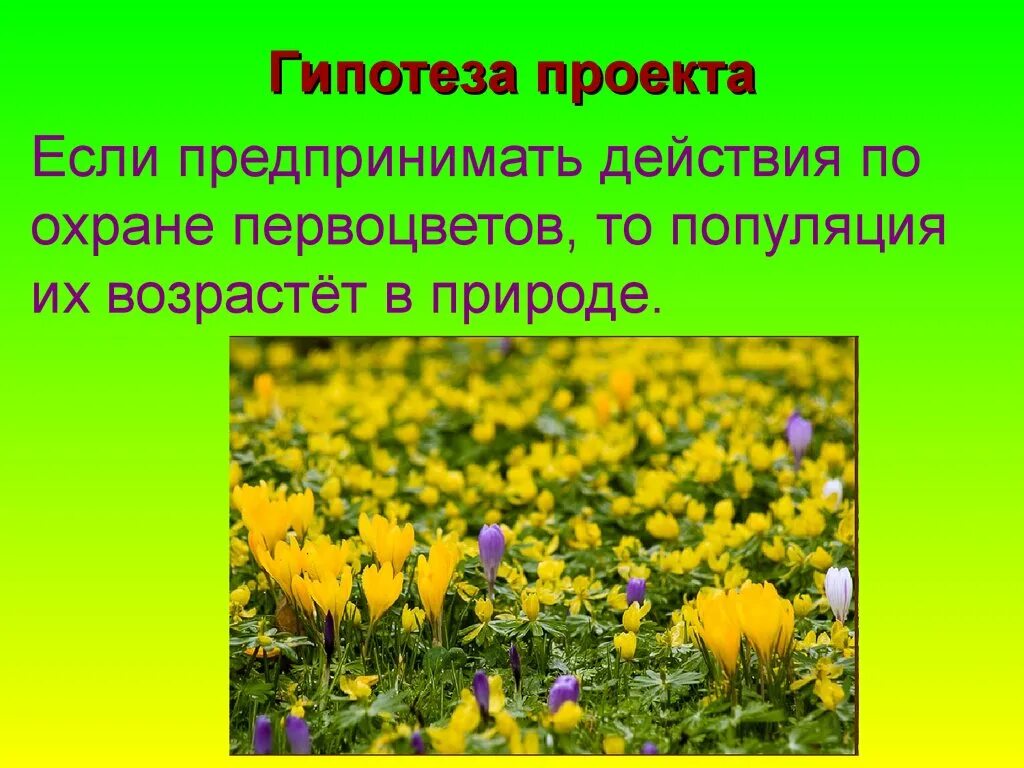 Сообщение о раннецветущих растениях 2 класс. Охрана первоцветов. охрана раннецветущих растений. исчезающий вид первоцветов. раннецветущие растения доклад.