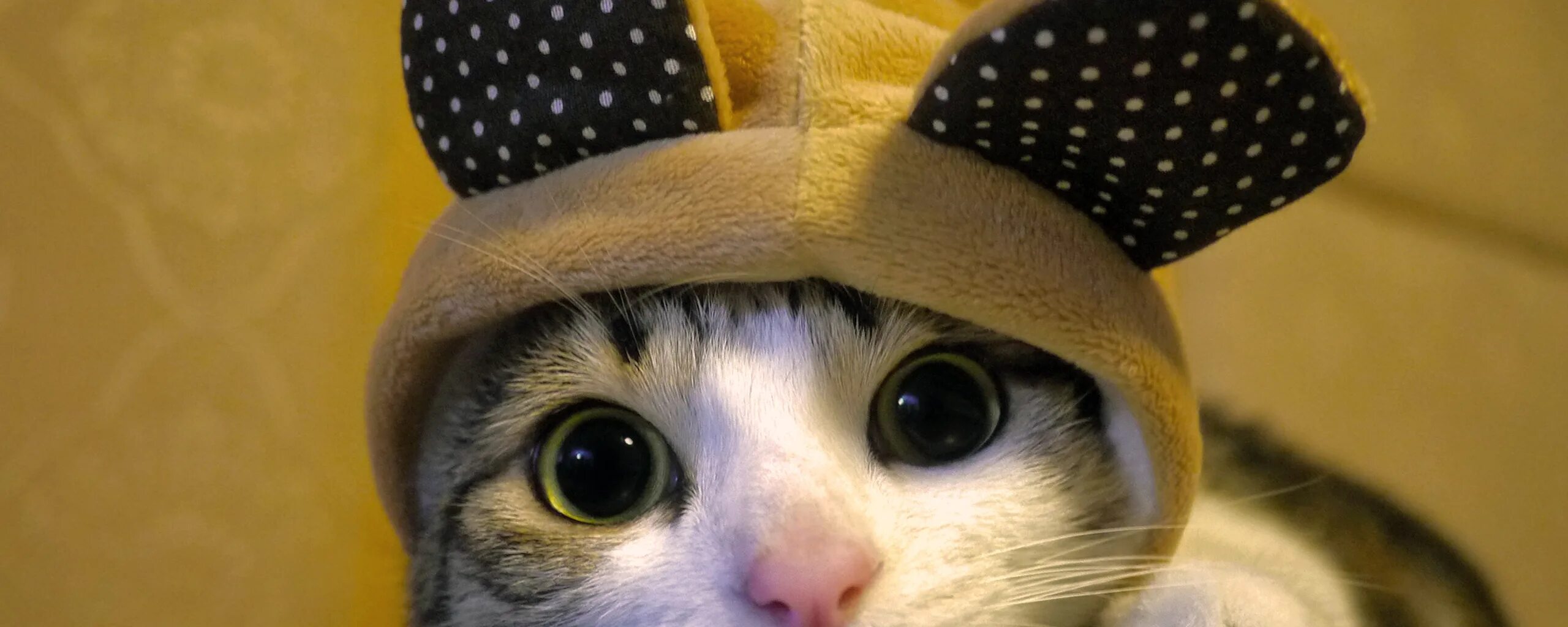 Кот в шапке мем. Кот в шапке мем