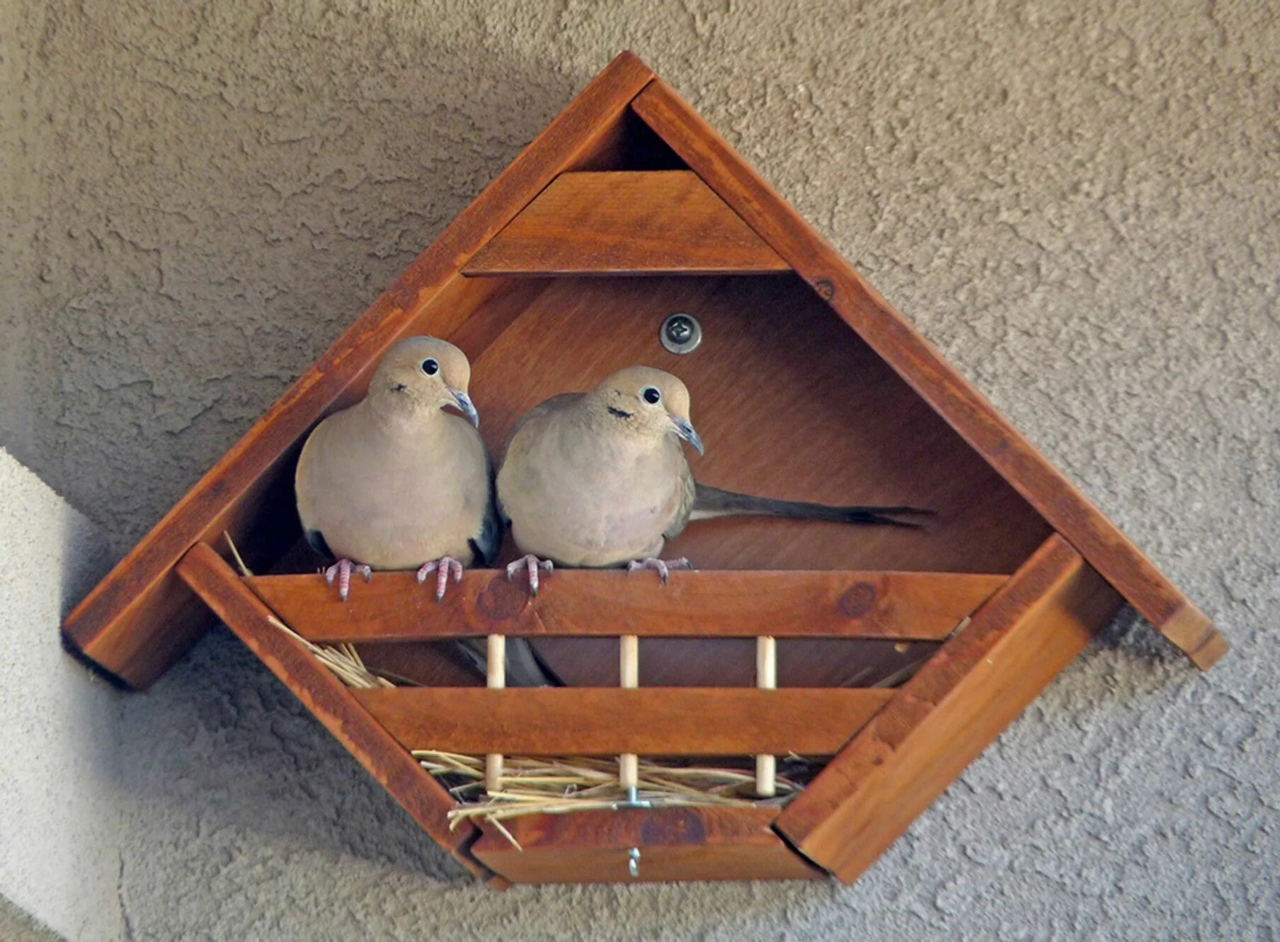 Home bird. Домик для голубей. Домик для горлиц. Гнездо для птиц.. Домики гнезда для голубей.