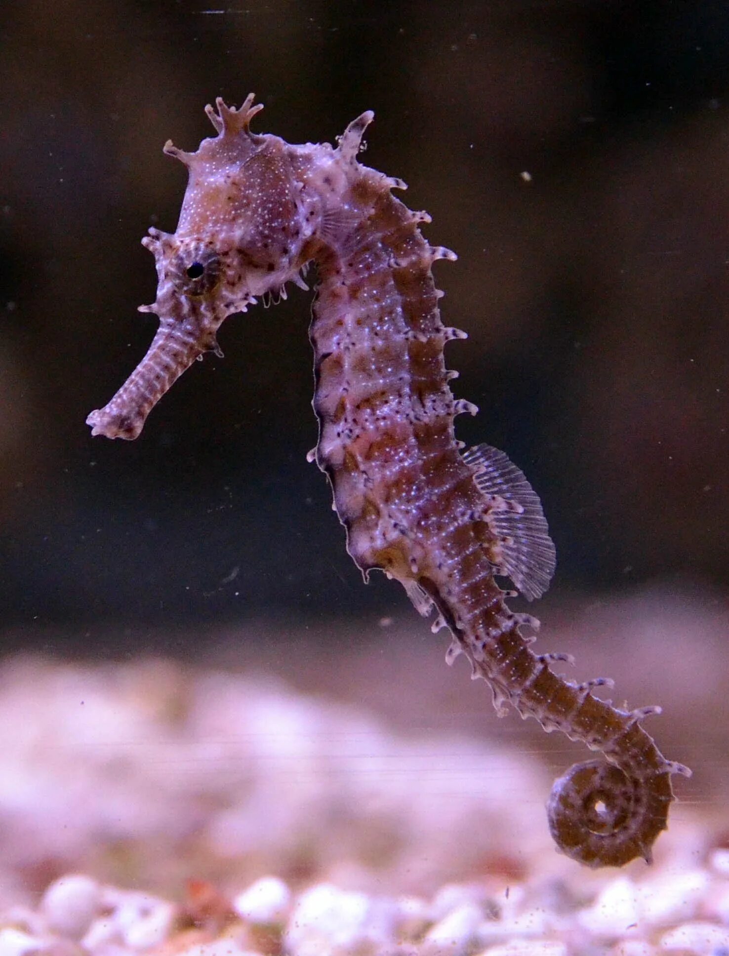 Морской конек живой. Длиннорылый морской конёк. Морской конек (Hippocampus Hippocampus). Hippocampus barbouri. Короткомордый морской конек.