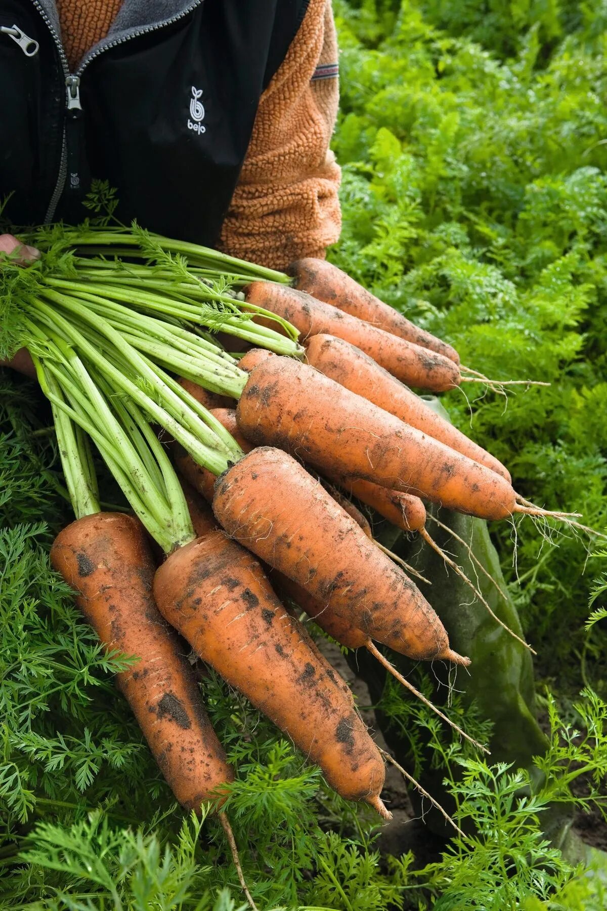 Купить морковь оптом. Семена моркови Кордоба f1. Семена Бейо морковь. Семена моркови Кордоба f1 покет. Морковь Сильвано f1.