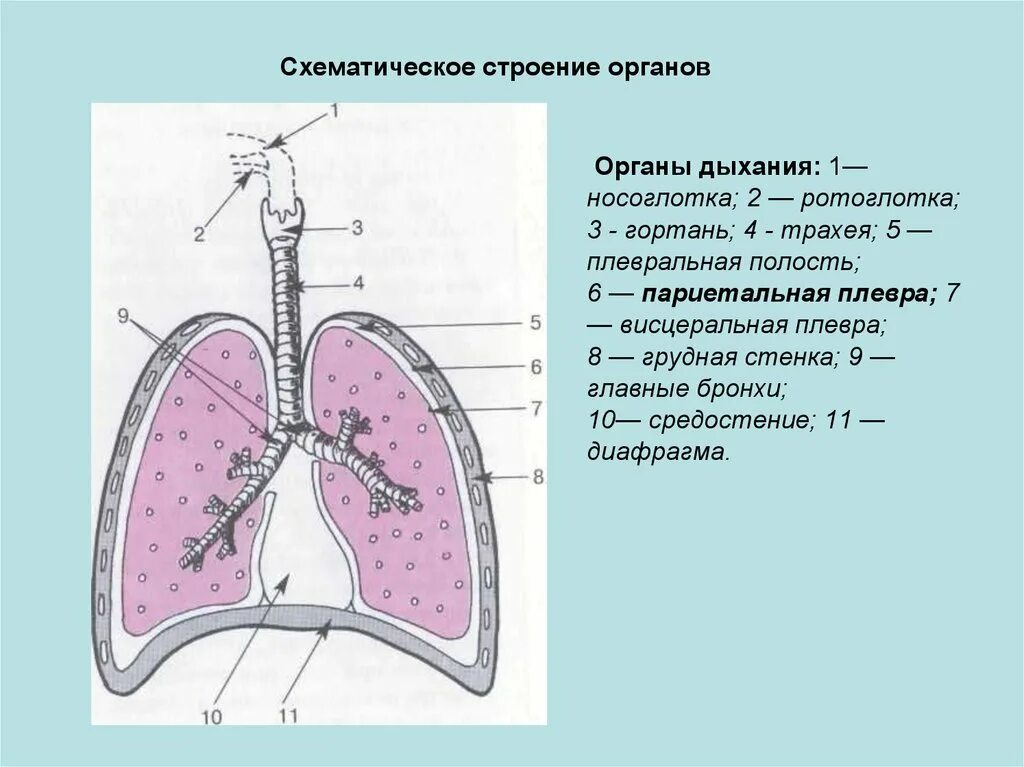 Париетальная плевра строение. Плевра средостение строение. Легочная плевра анатомия. Листки плевры анатомия.