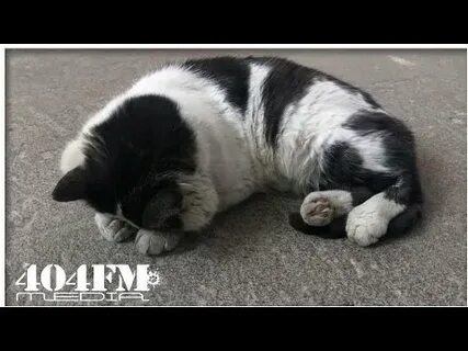 Коту снятся кошмары