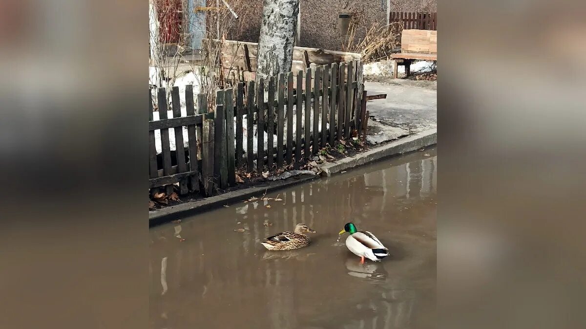 Утки Воронеж. Лужа Воронеж. Утка в луже. Утенок возле лужи.