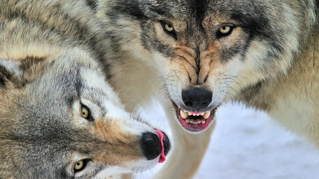 Wolf-Vlk - YouTube