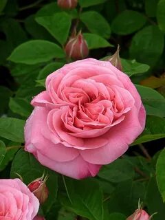 Her rose