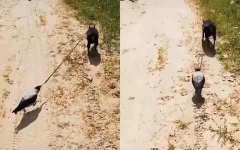 Ворона приколы видео