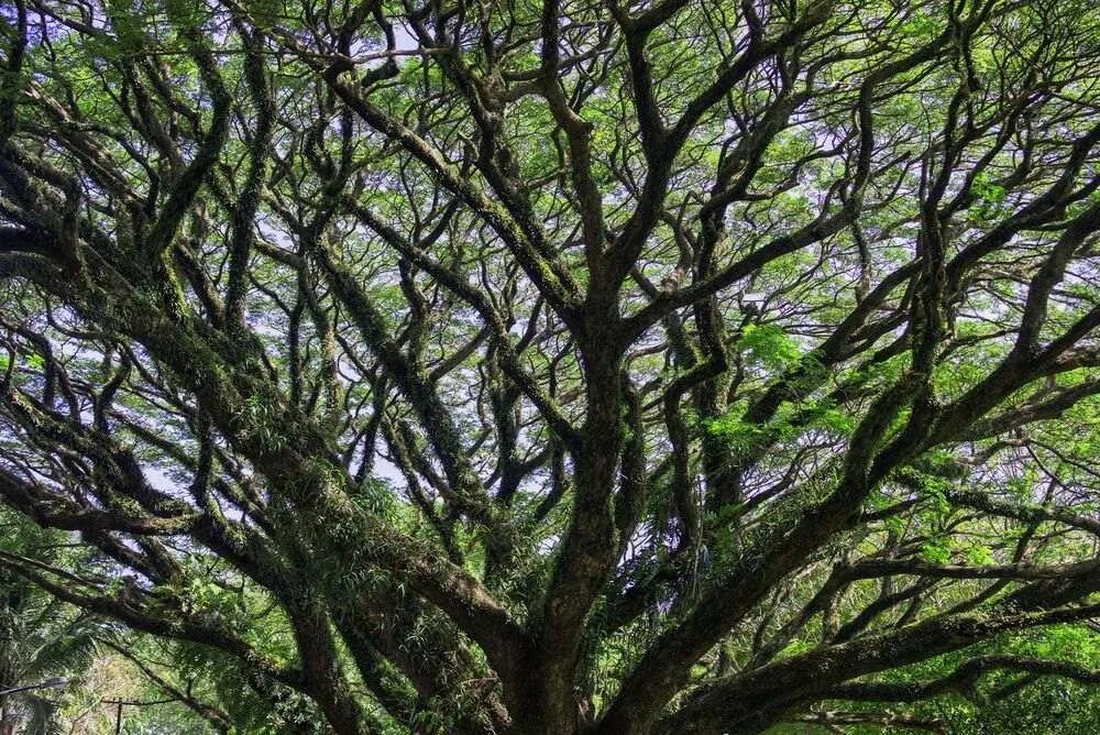 Rain tree. Дерево гуакари. вдохновляющие деревья. miro trees. raintree.