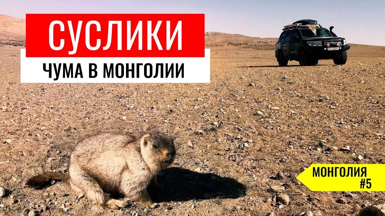 Монгольский суслик. Суслики переносчики чумы. Суслик в монголии. Суслики чума. Чума эпидемиология презентация.