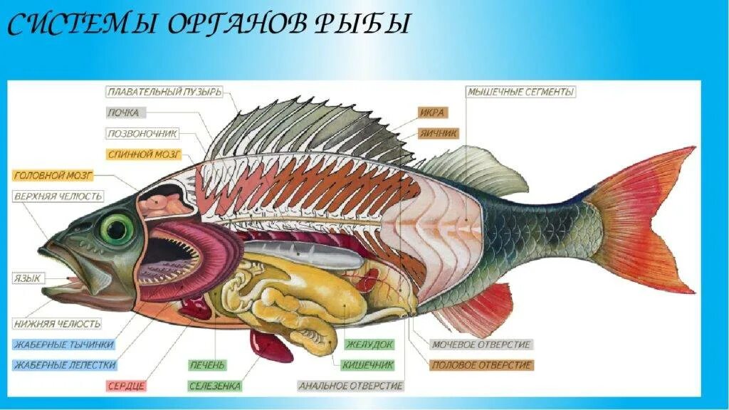 Особенности внутреннего строения щуки. Внутреннее строение костной рыбы (самки). Внутреннее строение костной рыбы 7 класс. Внутреннее строение костной рыбы самка окуня. Внутренне строение речного окуня.
