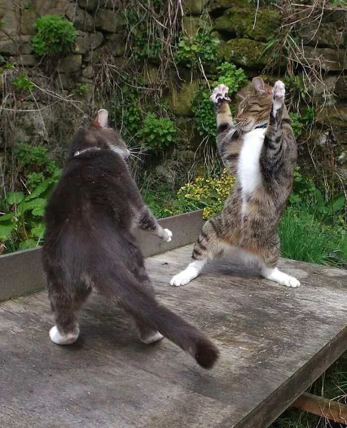 Где коты танцуют. Танцующие коты. Котенок танцует. Кошачий танец. Танцы с котами.