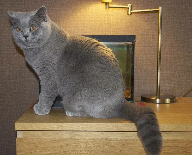 До каких растут коты