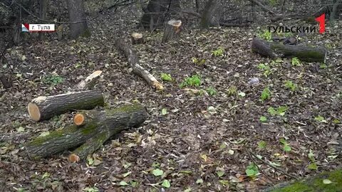 Подписала в лесу