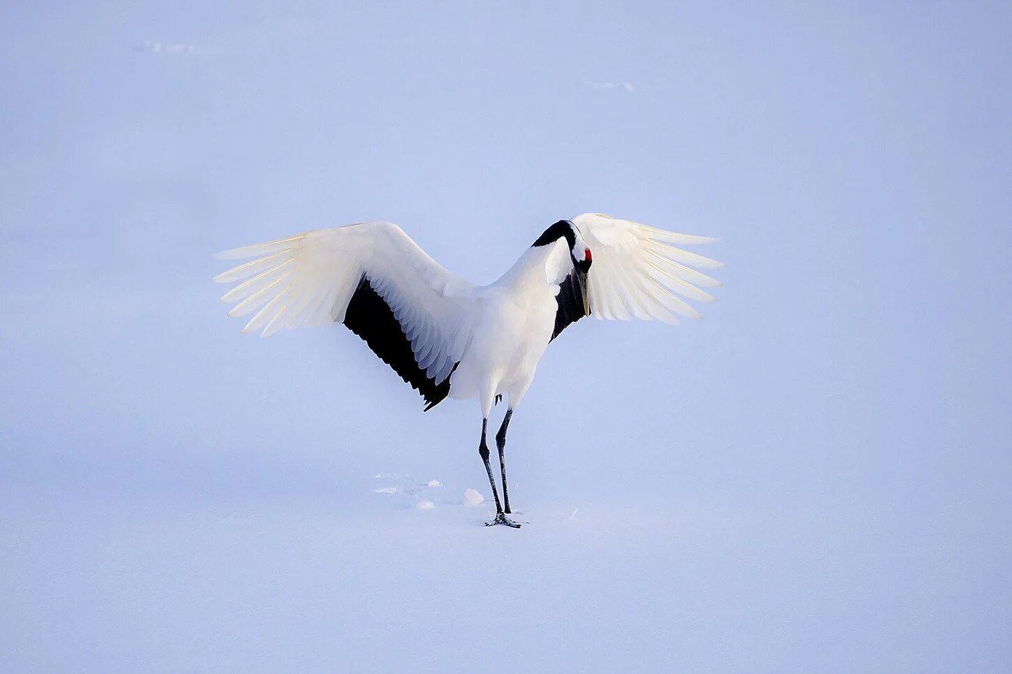 Птица журавль крылья. Grus japonensis. Аист с расправленными крыльями. Журавль с расправленными крыльями. Крыло журавля.