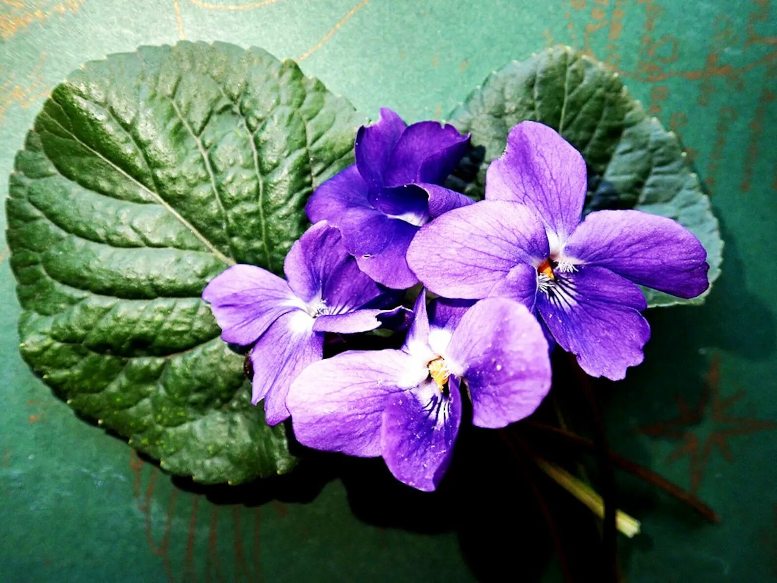 Фиалка от листа. Фиалка узамбарская укоренить. Сенполия фиалка листья. Фиалка без листьев. Фиалка без листьев.