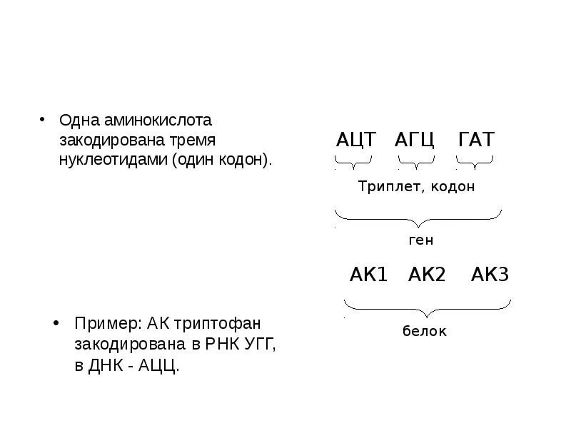 Одна аминокислота кодируется несколькими кодонам триплетами. Чтобы закодировать одну аминокислоту. один ген кодирует одну аминокислоту. 1 аминокислота шифруется. сколькими нуклеотидами кодируется одна аминокислота.