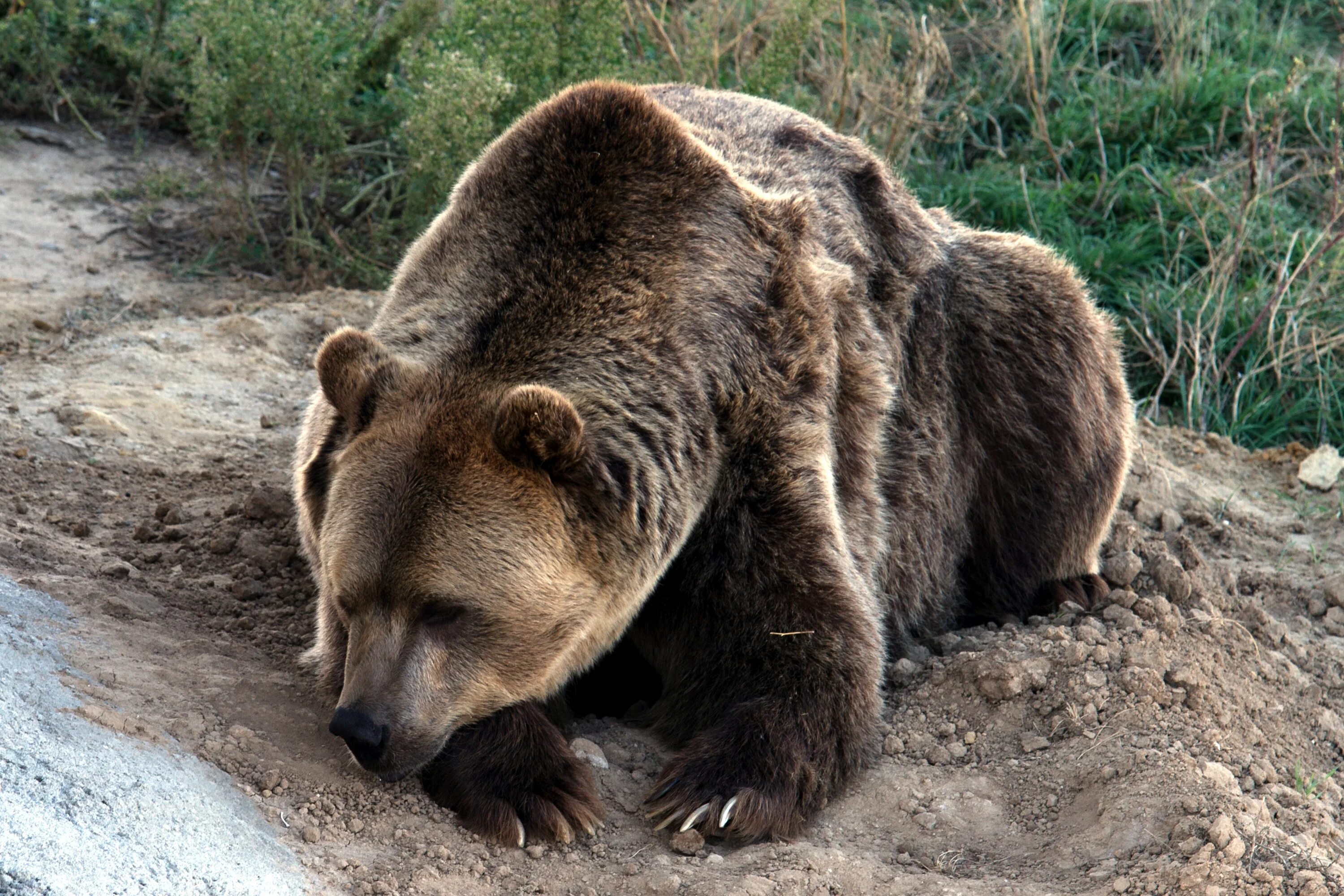 Опасны ли медведи. Гризли и бурый медведь. Отряд Хищные бурый медведь. Кавказский бурый медведь. Самый опасный медведь в мире Гризли.
