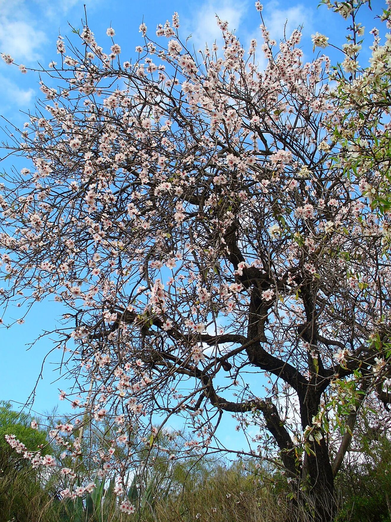 Пахнущее дерево. Прунус амигдалус. миндаль обыкновенный дерево. prunus amygdalus dulcis. прунус белый.