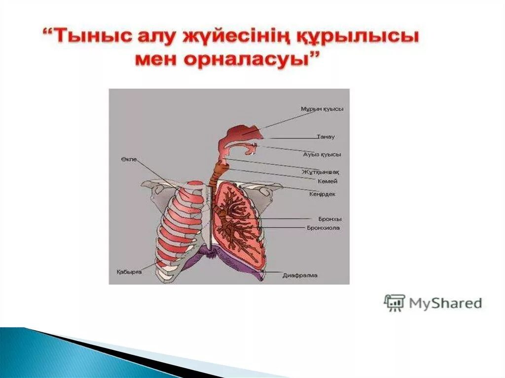 Тыныс алу жүйесінің. Тыныс алу мүшелері презентация. Тыныс алу жолдары презентация. Niysi. Тыныс алу процесі презентация.