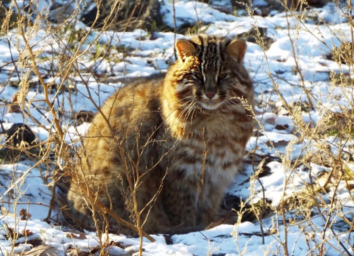 Amur Forest Cat Pics In Their Chonky Majestic Glory Forest cat, Small wild cats,