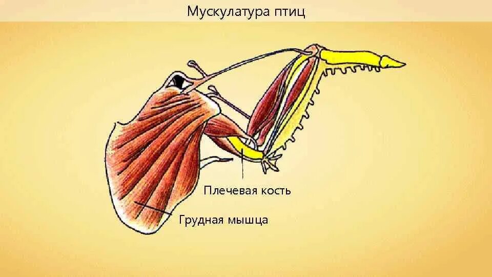 Мышечная система птиц. Мускулатура птиц. Грудные мышцы птиц. Летательные мышцы птиц. Особенности расположения строения и работы мышц птиц