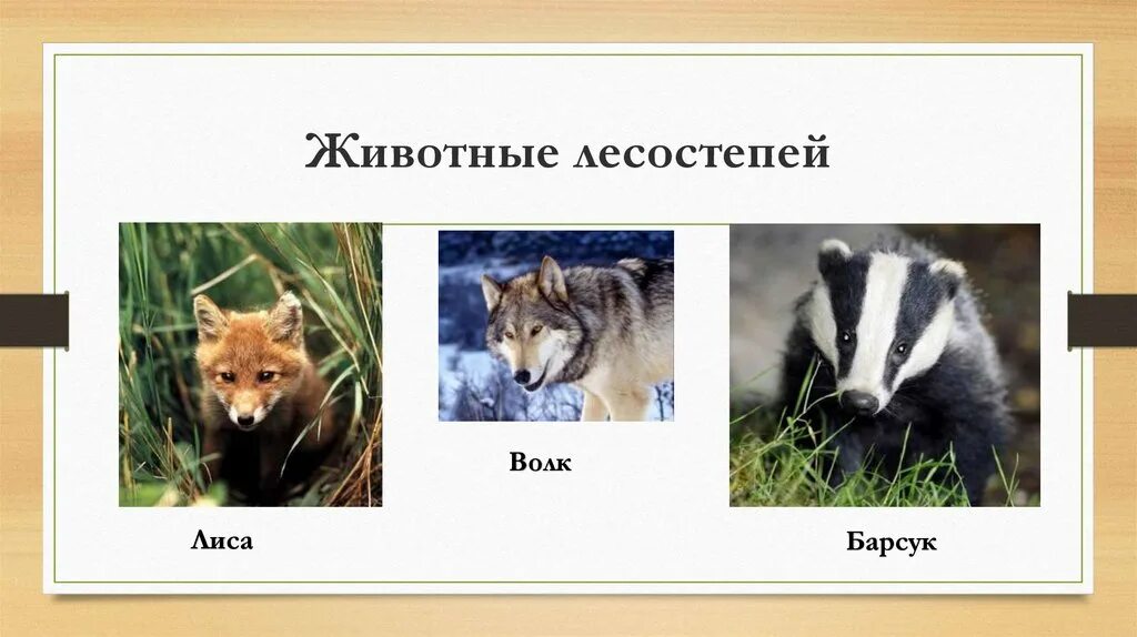 Лесостепная зона России животный мир. Животные лесостепи. Лесостепь животные и растения. Животный мир лесостепи в России.