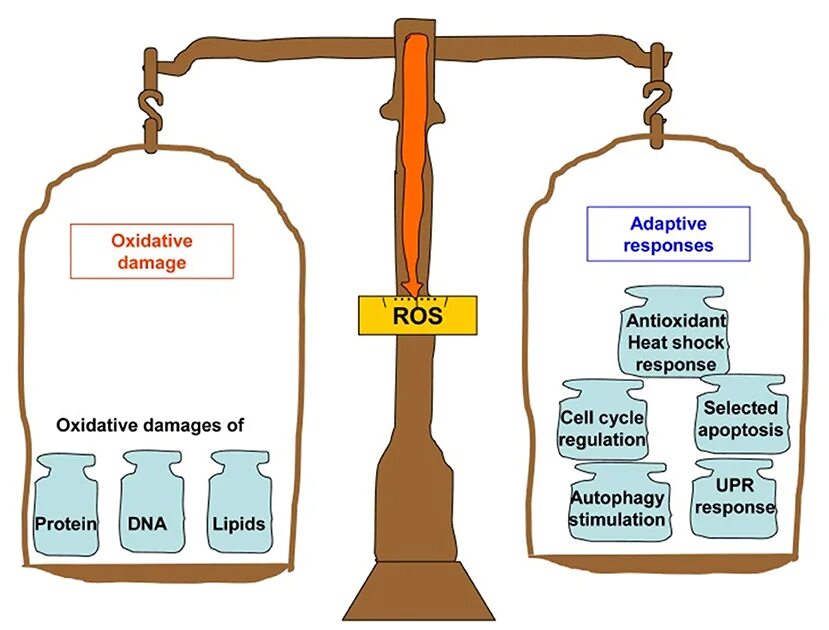 Antioxidant journal. Oxidative stress antioxidants. oxidative stress combat antioxidants. oxidative stress препарат.