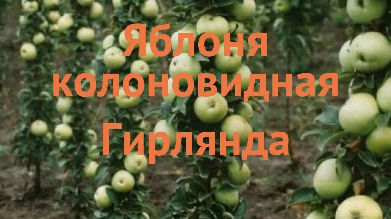 Яблоня колоновидная гирлянда. Яблоня колоновидная малюха. Яблоня колоновидная гирлянда. Яблоня колонновидная медок. Колоновидная яблоня гирлянда описание сорта фото отзывы.