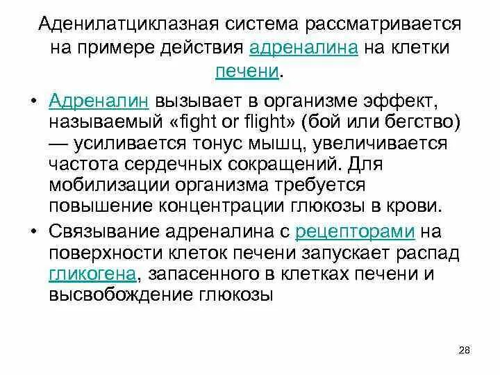 Адреналин вызывает выберите ответ. Аденилатциклазный механизм биохимия. аденилатциклазная система физиология. зачем нужна аденилатциклазная система. адреналин аденилатциклазная система.