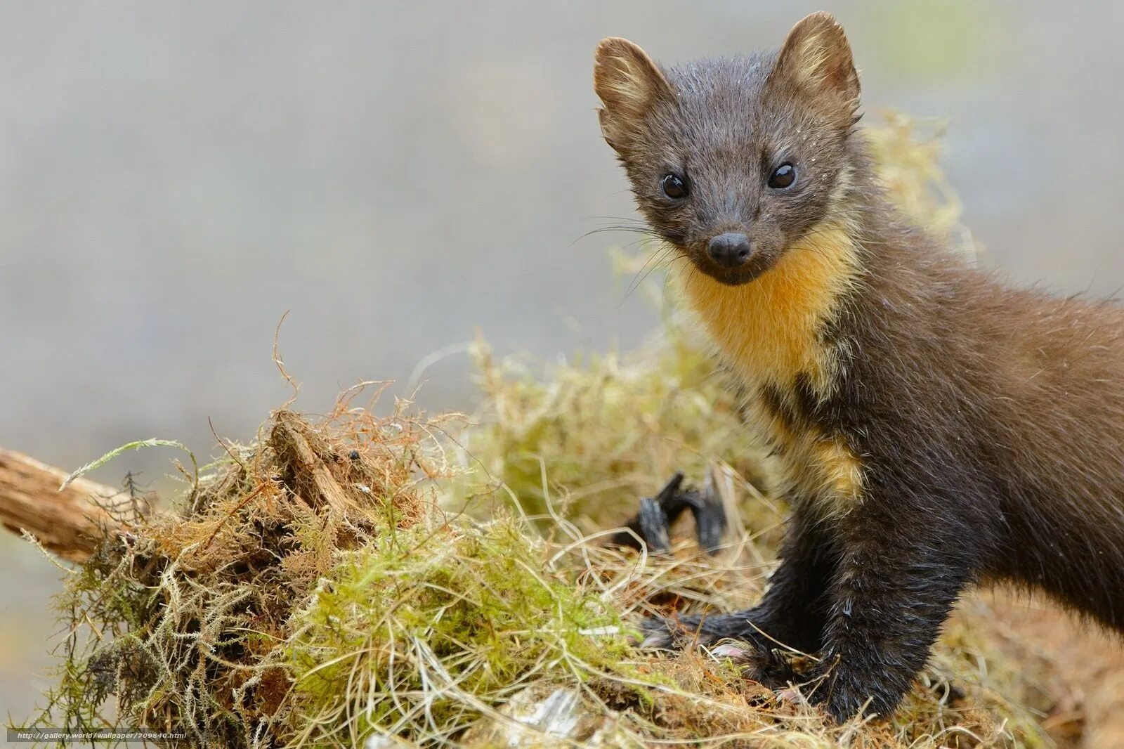 Соболь семейство куньих. Соболь млекопитающее. Лесная куница martes martes. Лесная куница. Лесная куница животное.