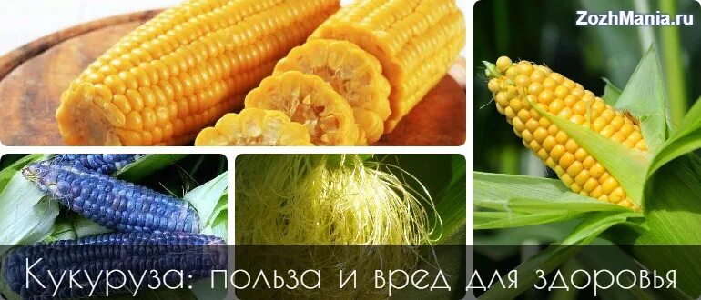 Полезные свойства кукурузы. Кукуруза польза. Кукуруза польза и вред для здоровья. Кукуруза польза и вред для организма.