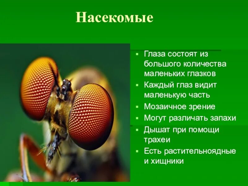 Пример преимущества которое дает насекомым такое зрение Глаз и зрение. Оптические иллюзии. (8 класс) презентация, доклад, проект скача