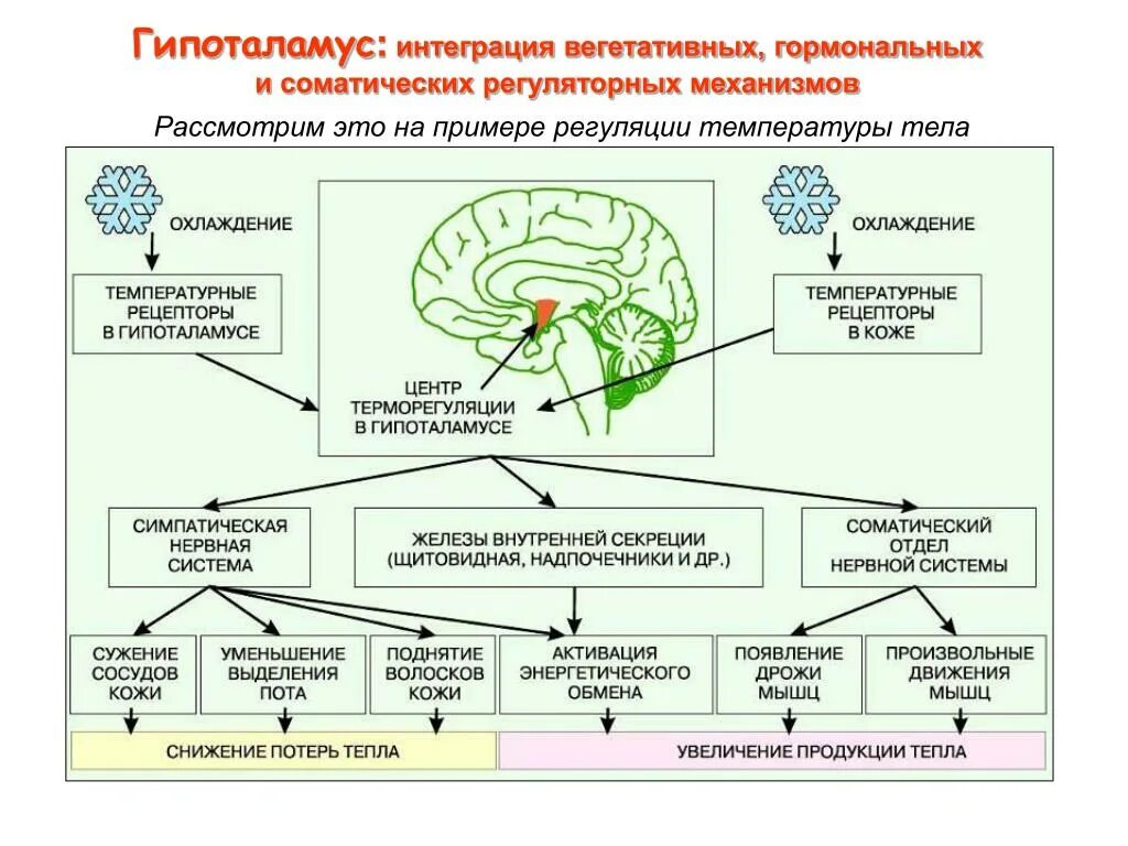 Движение развитие внутренняя. Гипоталамические центры регуляции вегетативных функций. Гипоталамус высший центр регуляции эндокринных функций. Регуляция вегетативной нервной системы гипоталамусом. Функциональные центры гипоталамуса.