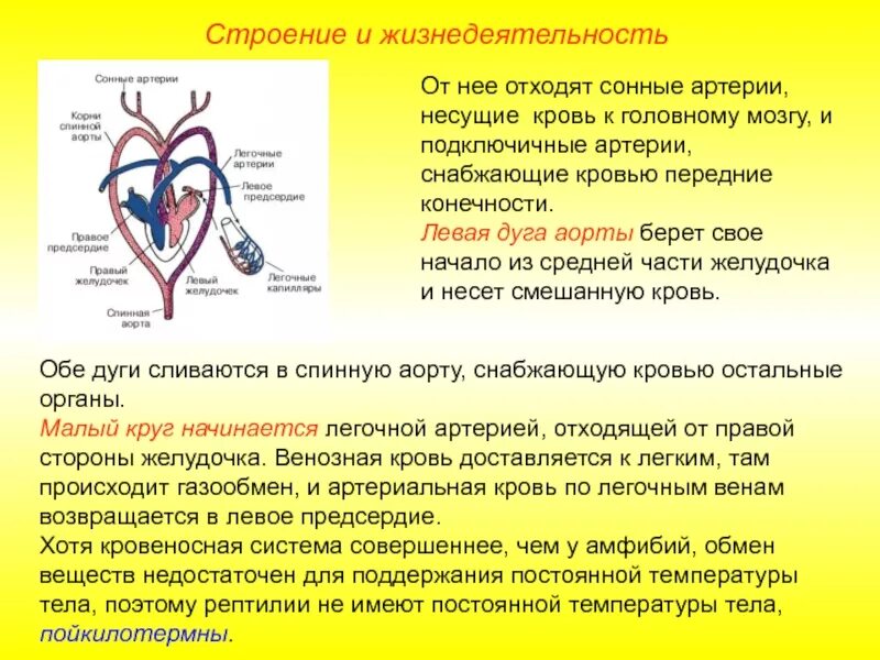 Кровеносная система венозная кровь. Рептилии Разделение артериальной и венозной крови. Венозная и артериальная кровь различия. Артериальная и венозная кровь сосуды. В легкие млекопитающих поступает кровь