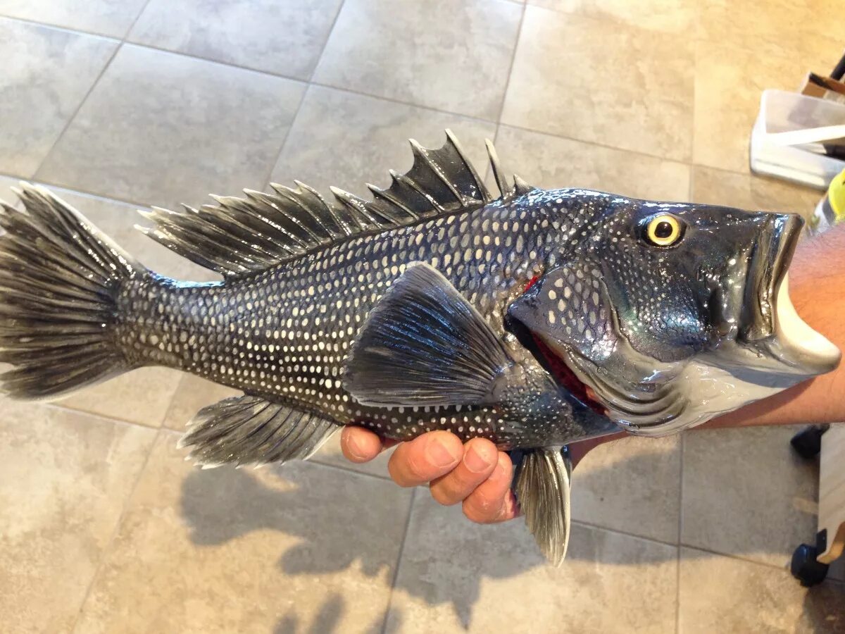 Рыба басс. Black Seabass. Black Sea Bass. Блэк басс рыбалка. Бас рыба.