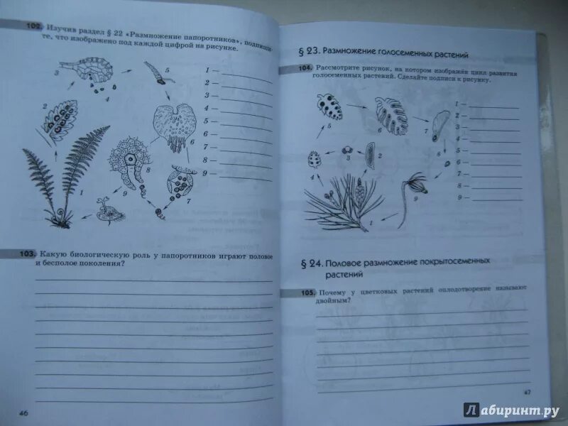 Пересказ параграфа по биологии 6 класс пасечник. Рабочая тетрадь по биологии 6 класс Пасечник цветок. Биология 6 класс учебник Пасечник рабочая тетрадь. Биология 5-6 Пасечник рабочая тетрадь. Биология рабочая тетрадь 6 класс Пасечник 82.