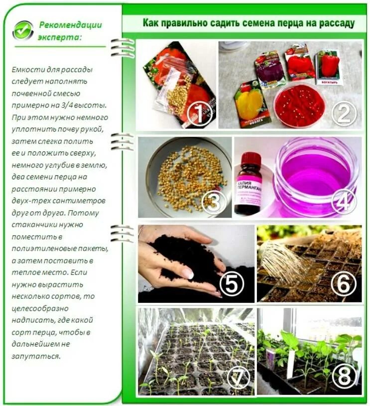 Семена на рассаду помидор и перец когда