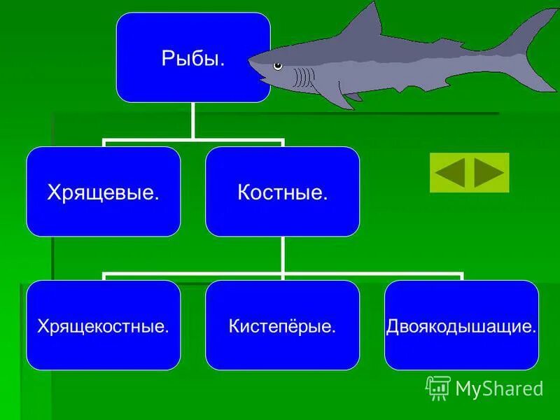 Какая биология изучает рыб