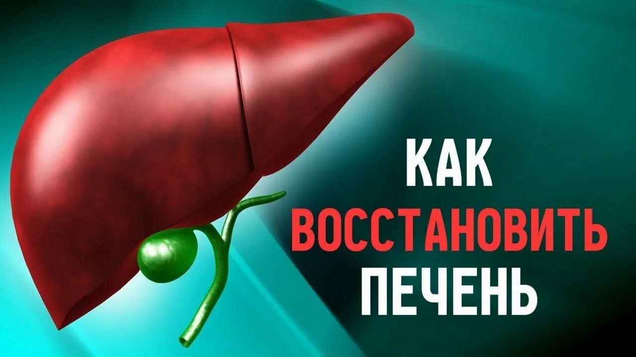 Как восстановить печень в домашних. Восстановление печени. Восстанавливающий печень.