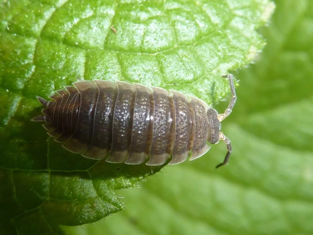 Мокрец насекомое. Обыкновенная чешуйница мокрица. Мокрица где. Мокрица жук личинки. Клоп мокрица.