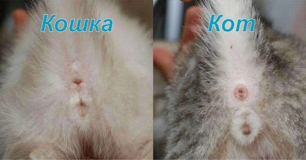 Как определить кота от кошки. Как различить котят кот или кошка. как различить пол котенка в 1 месяц. как определить пол котенка в 1 месяц. как понять какой пол у котенка.