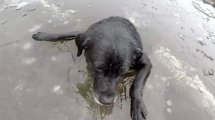 Иваново утонули. Вмерзшие в лед животные. Собака тонет. Замерзшие животные спасение.