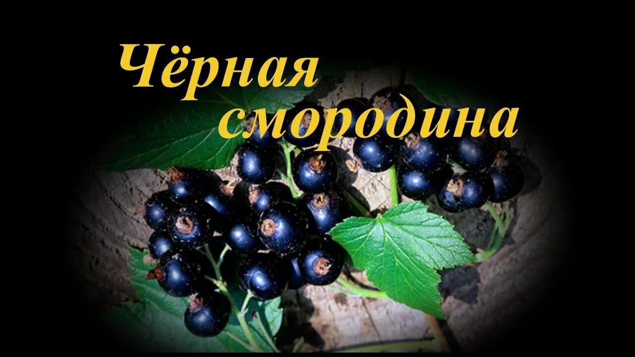 Сборник песен смородина. Сборник песен смородина. Сборник песен смородина. Сборник песен смородина. Сборник песен смородина.