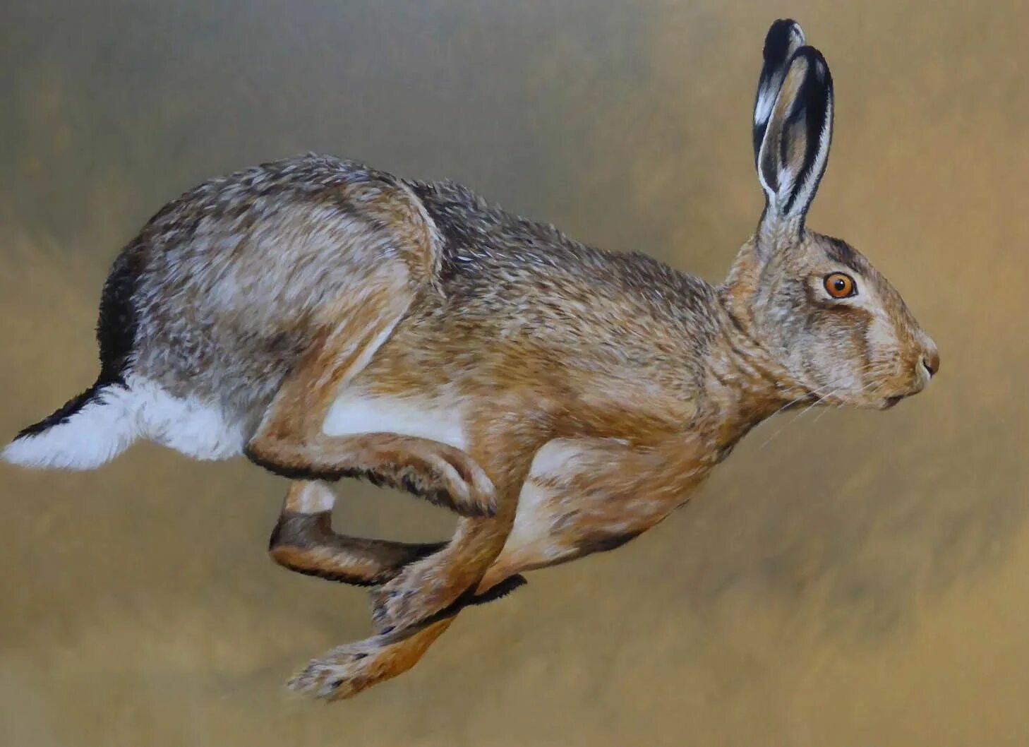 беги макс беги игра. игра россо раббит. бегущий зайчик игра. игра бегающий заяц. игра кролик бегает на компьютер.